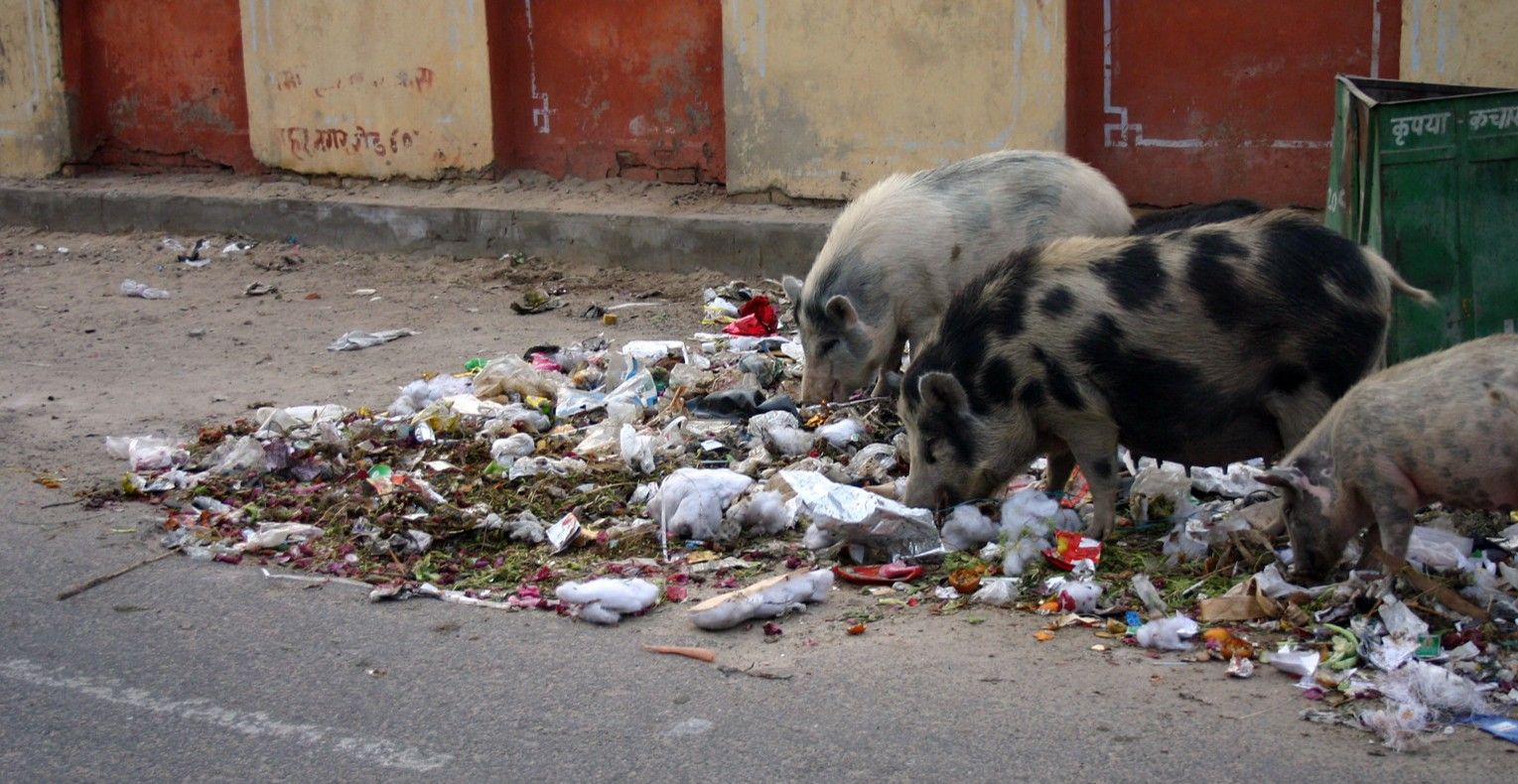 pig trash.jpg