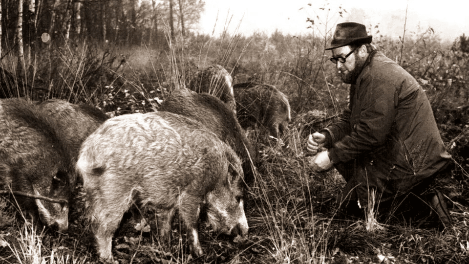 0. Heinz Meynhardt observes his boar sounder feeding.png